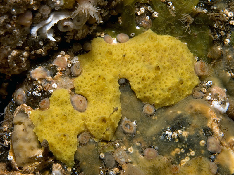 Aplysilla sulphurea